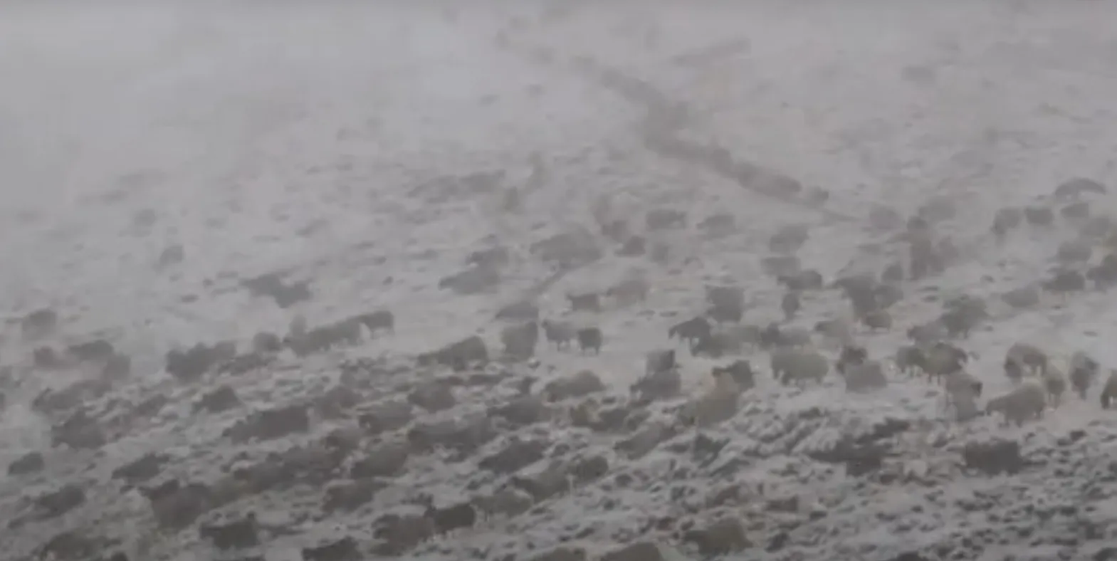 Hakkari’de küçükbaş hayvanların karla imtihanı görüntülendi